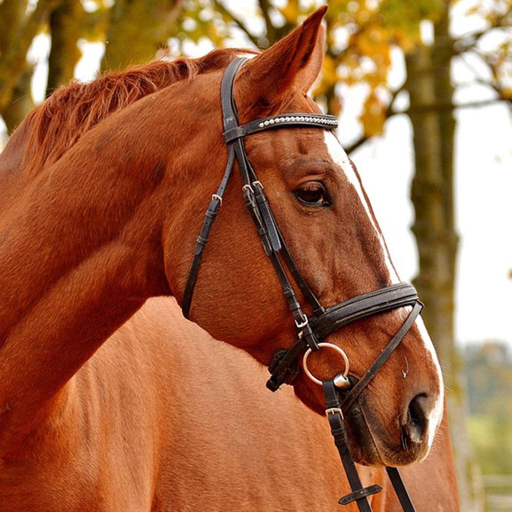 Bridles