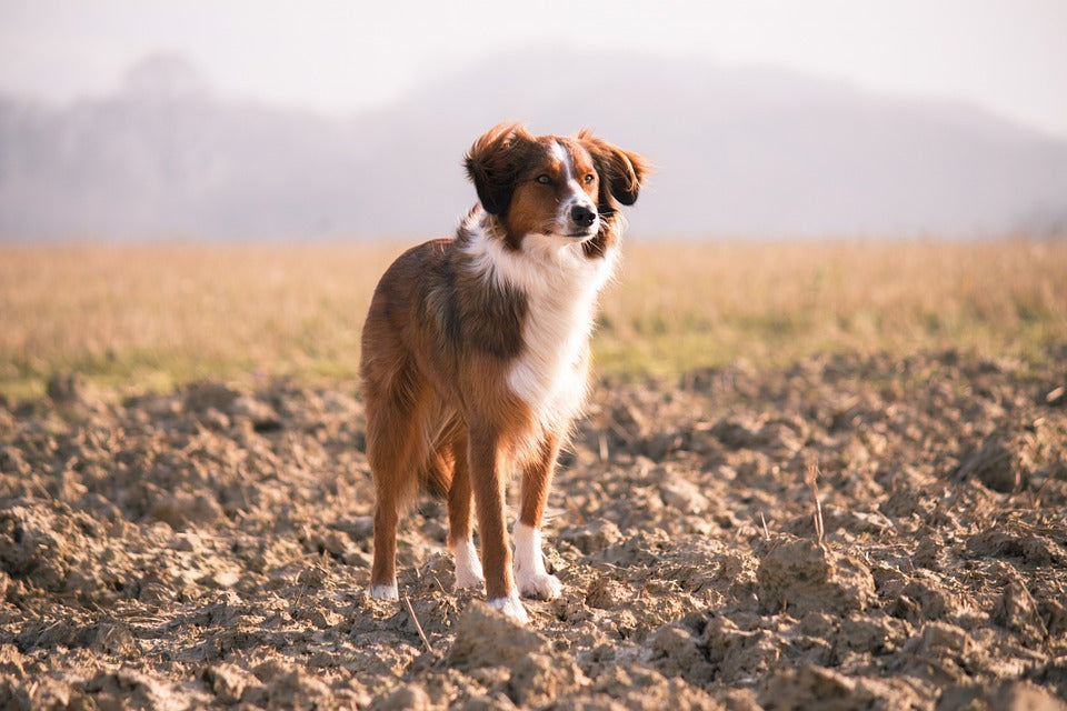 Pet Supplies:Dog Supplies:Leashes & Head Collars