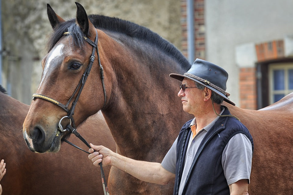 Tack-Halters & Leads: General Use