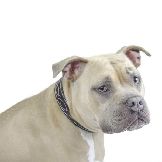 Padded Fancy Stitch Dog Collar USA Leather