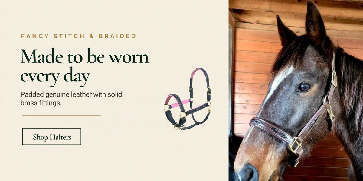 Horse wearing an SIE braided leather halter, with a fancy stitch padded halter