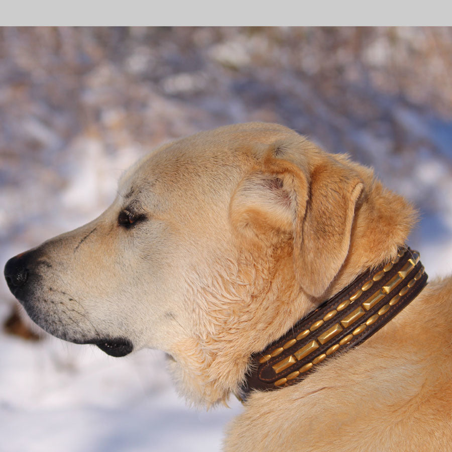 Large Extra-Wide Genuine Leather Dog Collar