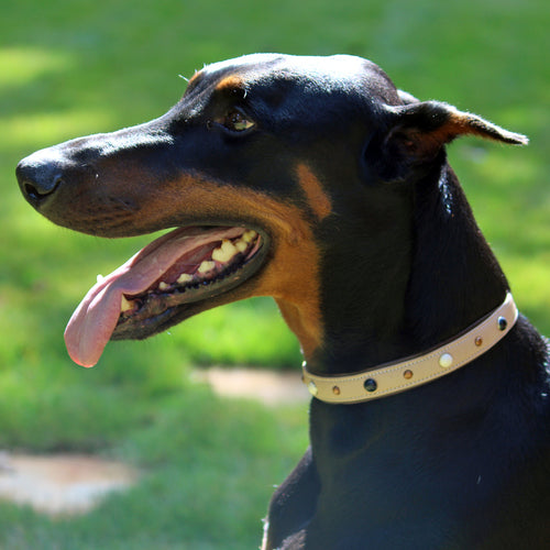 Ivory Soft Napa Leather Dog Collar