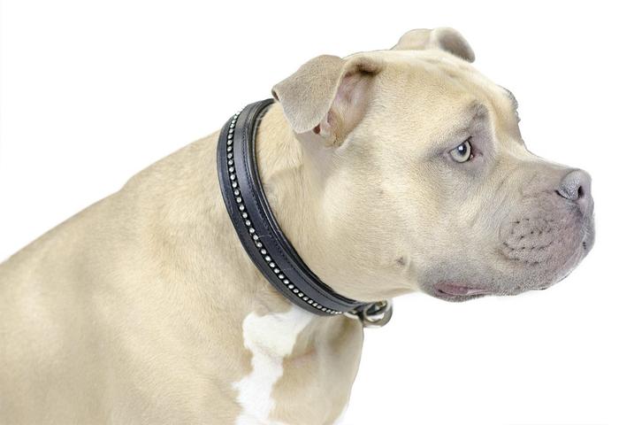 Crystal Padded Dog Collar USA Leather