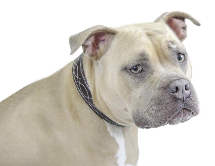 Padded Fancy Stitch Dog Collar USA Leather